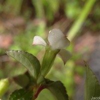 Sonerila pumila Thwaites